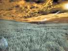 USA-Washington State-Palouse-wheat field and clouds Art Print